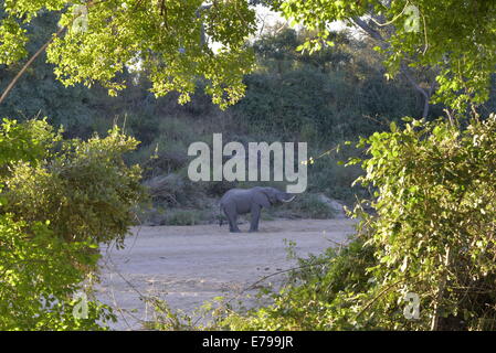 Elephant bull digging for water in sandy river bed, Kruger National Park, South Africa Stock Photo