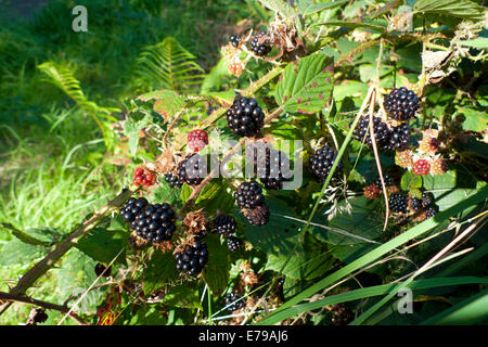 Foraging for wild ripe blackberries growing in a hedgerow in autumn Carmarthenshire Wales UK  KATHY DEWITT Stock Photo