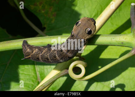 Caterpillar of Elephant Hawkmoth on grapevine in domestic garden England UK showing markings to frighten off predators. Stock Photo