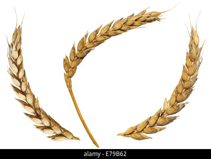 three dried ears of ripe wheat isolated on white background Stock Photo