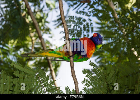 Colorful Rainbow Lorikeet seen in Queensland, Australia Stock Photo