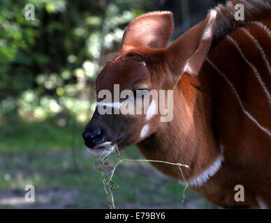Juvenile Bongo antelope (Tragelaphus eurycerus) close-up of the head Stock Photo