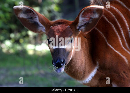 Juvenile Bongo antelope (Tragelaphus eurycerus) close-up of the head, eating grass, facing camera Stock Photo