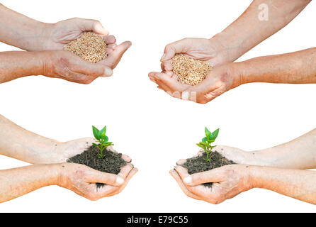 set of farmer hands with wheat seeds and green sprout isolated on white background Stock Photo