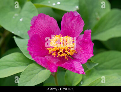 Peony (Paeonia sp.), flowering, Thuringia, Germany Stock Photo