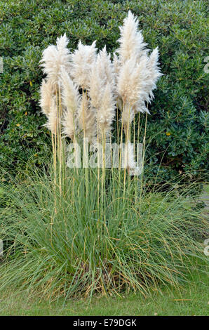 Pampas Grass (Cortaderia sp.), Canton of Tessin, Switzerland Stock Photo