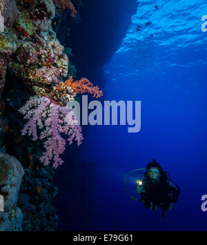 Diver explores the soft corals on Soraya Reef, Red Sea, Egypt Stock Photo