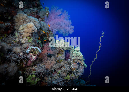 Soft corals colour  Soraya Reef, Red Sea, Egypt Stock Photo