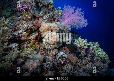 Soft corals colour  Soraya Reef, Red Sea, Egypt Stock Photo