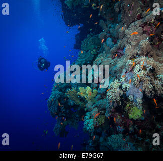 Diver explores the soft corals on Soraya Reef, Red Sea, Egypt Stock Photo