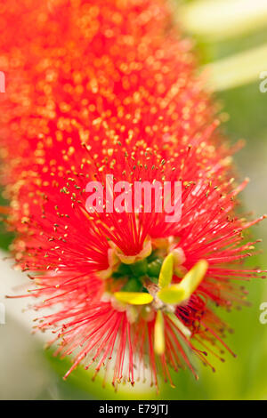 Callistemon citrinus red bottle brush tree blossom Stock Photo