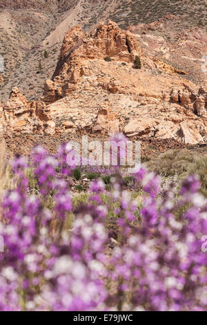 Erysimum bicolor canarian wallflower out of focus in front of a rock formation in the national park, Las Canadas del Teide Stock Photo