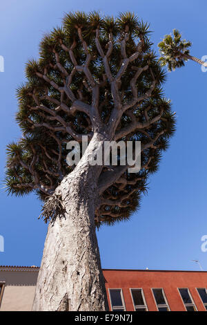 Drago tree in San Cristobal de La Laguna, Tenerife, Canary Islands, Spain, Stock Photo