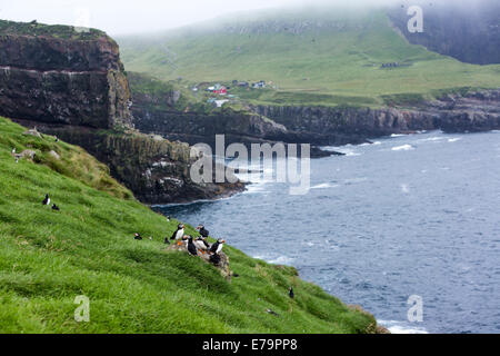 Atlantic puffin, Fratercula arctica, also known as the common puffin, in Mykines cliffs Faroe Islands Stock Photo