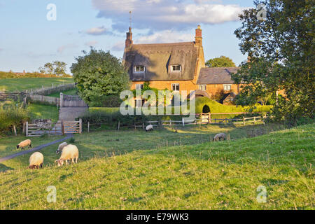 Thatched Cottage With Grazing Sheep In The village of Upper Harlestone Northamptonshire Stock Photo