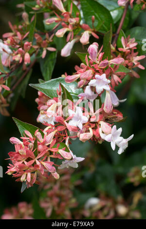 Small white flowers of Abelia x grandiflora emerge from rusty bracts Stock Photo