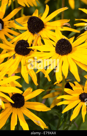 Black eyed yellow daisies of the late summer flowering Rudbeckia fulgida 'Goldsturm' Stock Photo