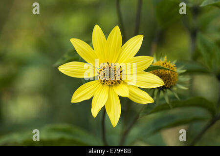 Helianthus 'Lemon Queen'. Perennial sunflowers growing in an herbaceous border. Stock Photo