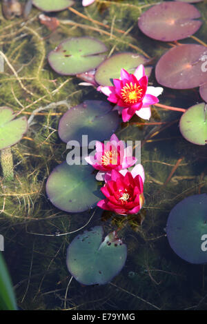 pink waterlilies on a pond Stock Photo