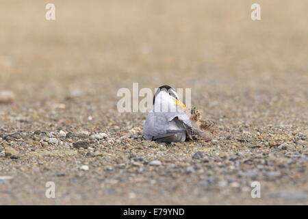 Little Tern (Sterna albifrons) nesting , in Japan Stock Photo