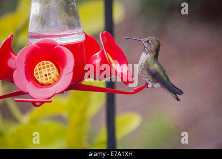 Anna's Hummingbird perched at bird feeder. Stock Photo