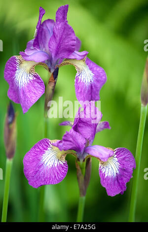 two purple iris flowers closeup on green blurred background Stock Photo