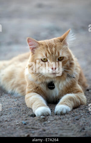 domestic red cat with special tag on the neck collar Stock Photo