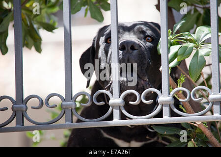 black Labrador Retriever dog snout looking from metal grating bars of fence Stock Photo