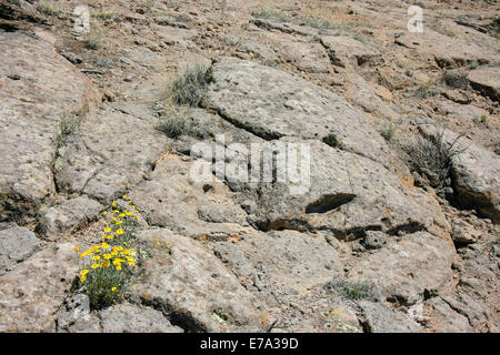 False Goldenasters growing on a rock in New Mexico