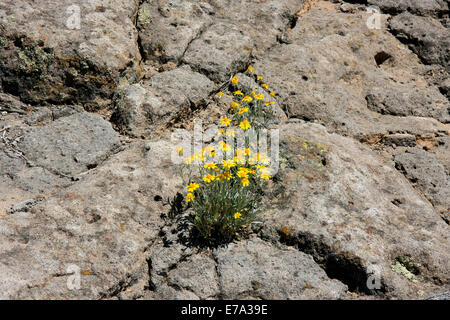 False Goldenasters growing on a rock in New Mexico
