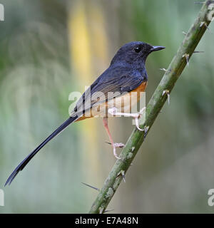 Beautiful song bird,  juvenile male White-rumped Shama (Copsychus malabaricus), standing on a branch, back profile Stock Photo