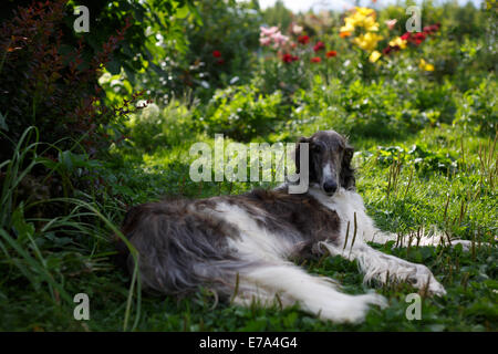 Borzoi hound dog Stock Photo