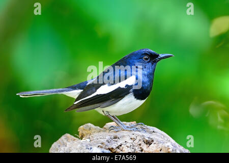 Beautiful black and white bird, male Oriental Magpie Robin (Copsychus saularis), standing on the log, side profile Stock Photo