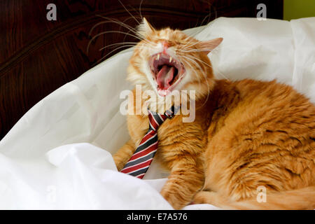 Cat Stock Photo