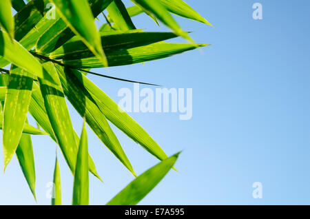 Green bamboo leaves shot against a bright blue morning sky Stock Photo