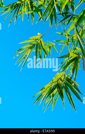 Green bamboo leaves shot against a bright blue morning sky Stock Photo