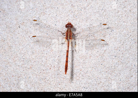 Red eastern hawk dragonfly