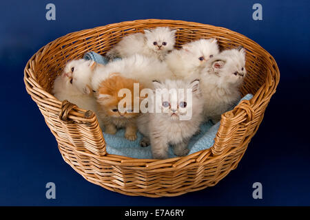 A basket full of Persian kittens, 5 weeks Stock Photo