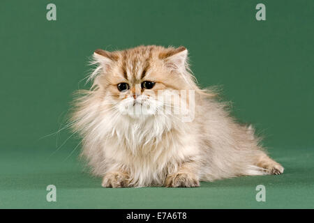 Persian Kitten, Golden Shaded Stock Photo