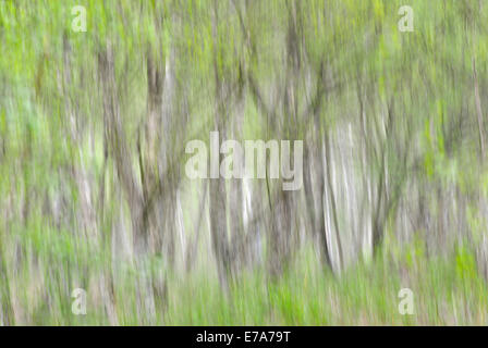 Silver Birches (Betula pendula), abstract, Saxony, Germany Stock Photo
