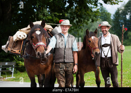 Farmers with pack horses, Noric horses, old pack-saddle on horse, Almabtrieb cattle drive, Söll, North Tyrol, Austria Stock Photo