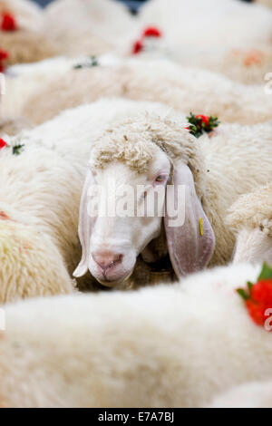 Tyrolean Mountain Sheep (Ovis orientalis aries), decorated with flowers, Almabtrieb cattle drive, Söll, North Tyrol, Austria Stock Photo