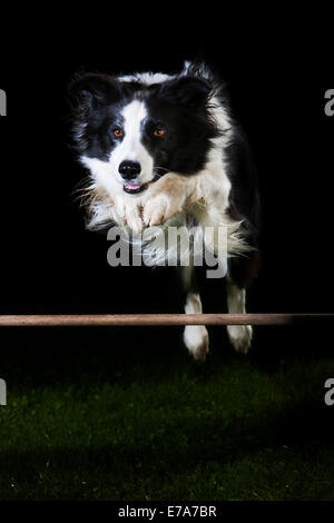 Border Collie, black and white, jumping over an obstacle