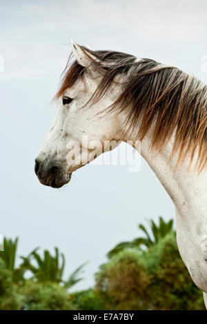 Lusitano horse, gelding, white horse, Andalusia, Spain