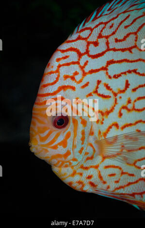 Pigeon Blood Discus Fish. Stock Photo