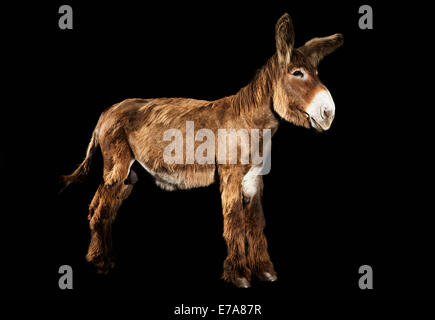 Donkey standing against black background Stock Photo