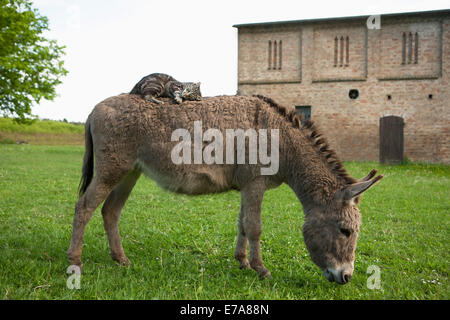 Cat lying on donkey Stock Photo