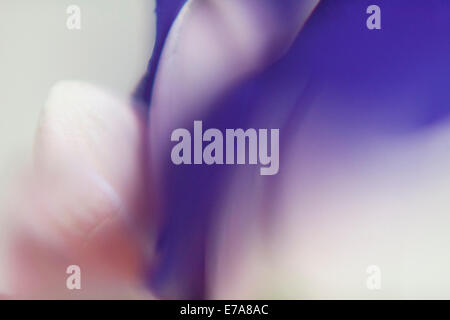 Abstract image of white and purple flower over white background Stock Photo