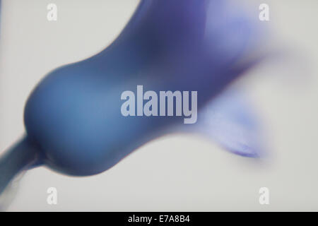 Close-up of purple flower over gray background Stock Photo