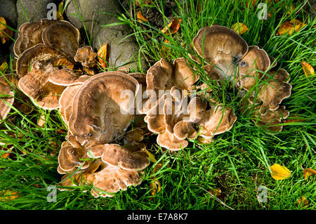 Giant Polypore Meripilus giganteus fungi growing from base of Beech tree. Stock Photo